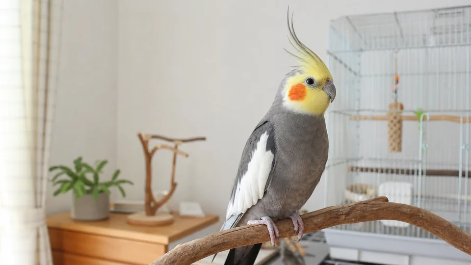 自然木の止まり木でくつろぐオカメインコ