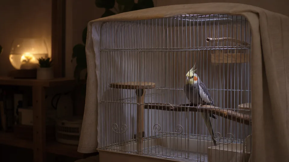 夜間の安全を整えたケージで休むオカメインコ