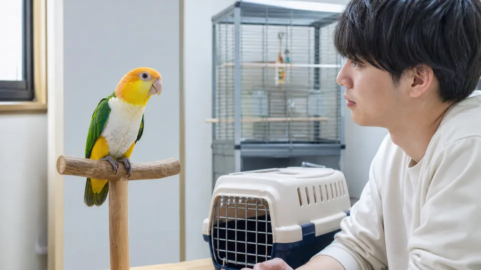 シロハラインコを迎える前に飼い主が個体とキャリーを確認する様子